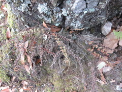 Myriopteris myriophylla