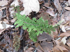 Myriopteris myriophylla