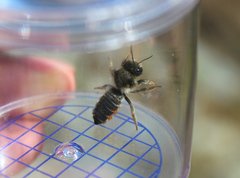 Megachile versicolor