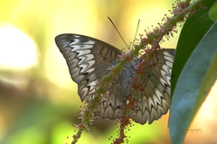 Euthalia monina monina