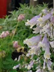 Bombus impatiens