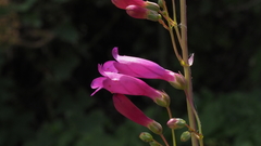 Penstemon × parishii