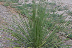 Dasylirion texanum
