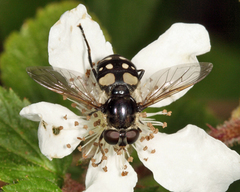 Sericomyia lata