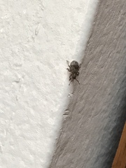 Myosides seriehispidus