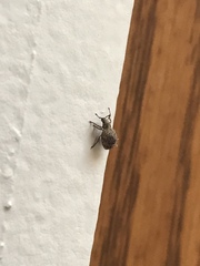 Myosides seriehispidus