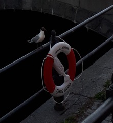 Chroicocephalus ridibundus