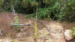 Penstemon × parishii