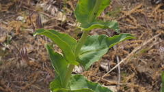 Penstemon × parishii