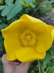 Hypericum uralum