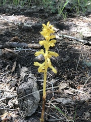 Corallorhiza striata vreelandii