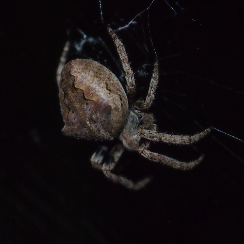 Araneus ventricosus