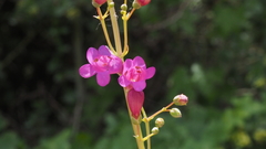 Penstemon × parishii