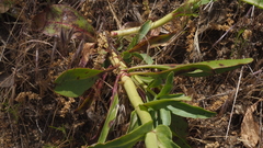 Penstemon × parishii