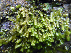 Spruceanthus olivaceus