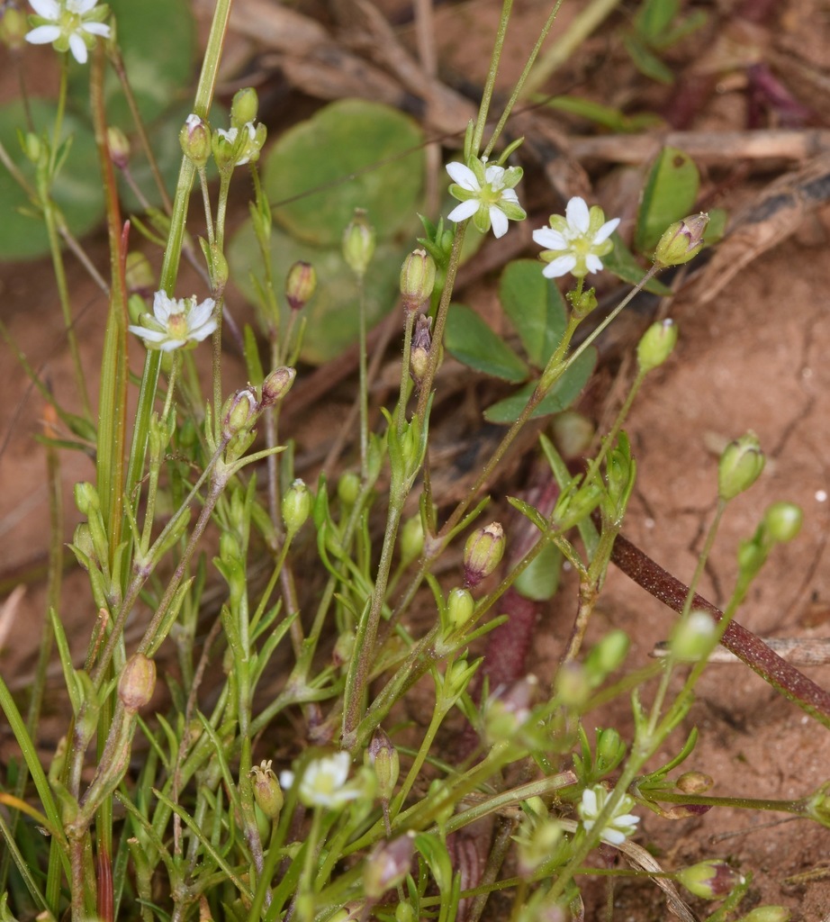 trailing pearlwort