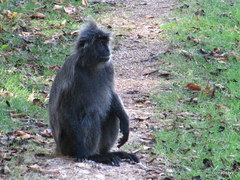 Trachypithecus selangorensis