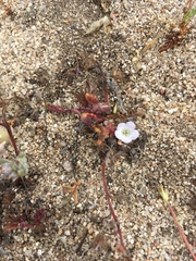 Hydrophylloideae