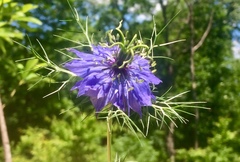 Nigella damascena