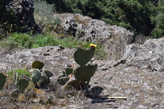 Opuntia spinulifera