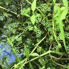 Ranunculus flabellaris