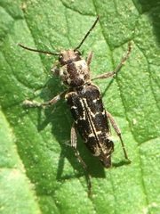 Xylotrechus