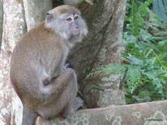 Macaca fascicularis