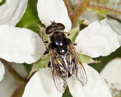 Sericomyia lata