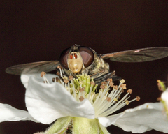 Sericomyia lata