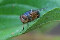 Calliphora augur