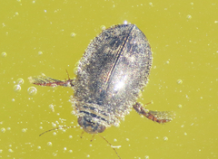 Acilius abbreviatus