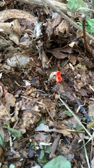 Sarcoscypha occidentalis