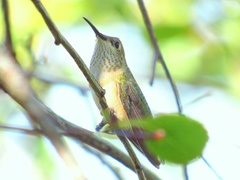 Selasphorus calliope
