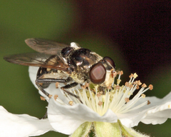 Sericomyia lata