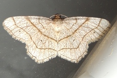 Trigrammia quadrinotaria