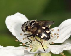 Sericomyia lata