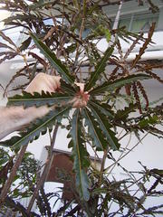 Plerandra elegantissima