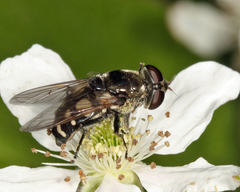 Sericomyia lata