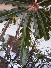 Plerandra elegantissima