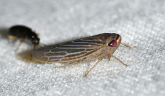 Chlorotettix necopinus