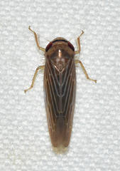 Chlorotettix necopinus