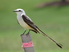 Tyrannus forficatus