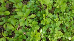 Pachysandra