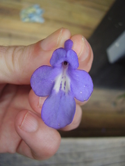 Streptocarpus saxorum