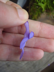 Streptocarpus saxorum