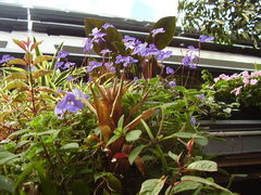 Streptocarpus saxorum