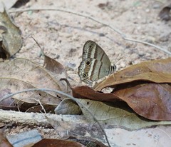 Cissia proba