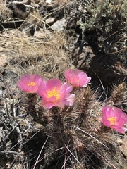 Micropuntia pulchella