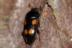 Ipidia binotata