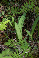 Allium microdictyon